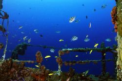 Assorted species on the wreck of the Jane C. Nikonos V, 2... by Matthew Shanley 